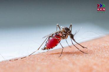 Malaria Vector Image