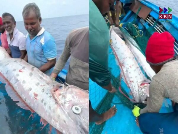 Rare Oarfish Spotted in Tamil Nadu