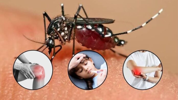 How to Prevent Chikungunya: A Guide to Protection and Treatment