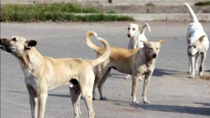 Supreme Court Order on Stray Dogs in Delhi NCR: