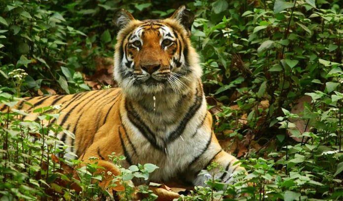 Tiger Terror in Bihar's West Champaran