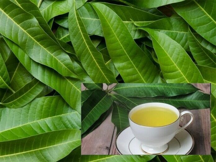 Health Benefits of Mango Leaves Tea