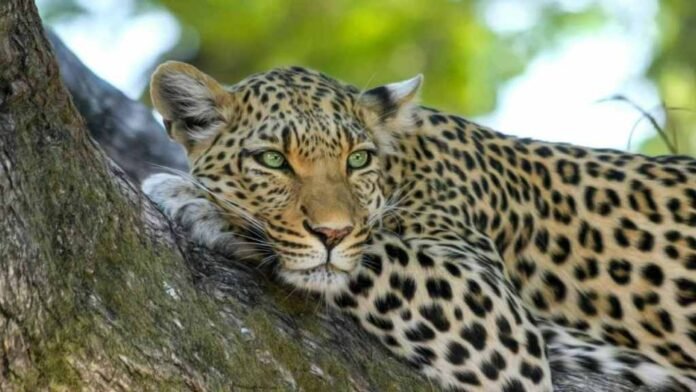 Leopard Attack in Bahraich: Mother Risked Life to Save Son