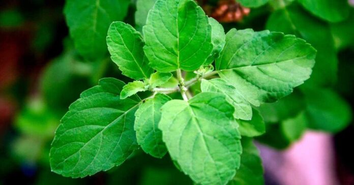 The Health Benefits and Risks of Consuming Tulsi: What You Need to Know