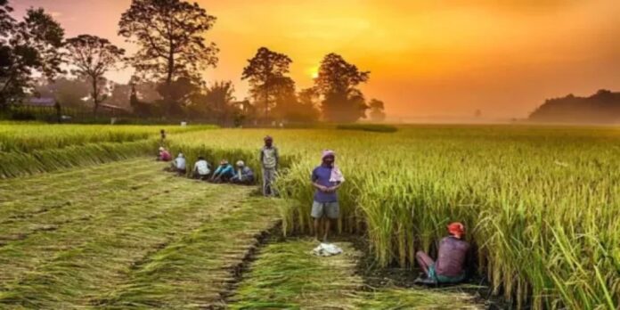 India Emerges as World’s Largest Rice Producer, Surpasses China in Output
