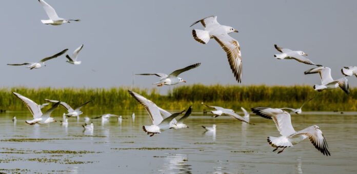 Migratory Birds from Russia to Brazil Flock to Patna’s Capital Waterbody