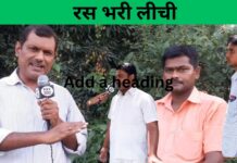 जानिए, क्या है मुजफ्फरपुर की शाही लीची का रहस्य